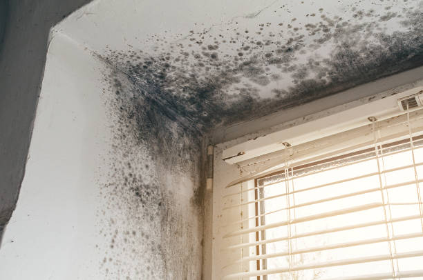 Affordable Mold Remediation solutions in Omena, MI