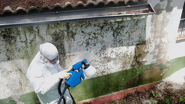 Top rated local Mold Remediation specialists in Omena, MI